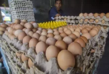 Harga Telur Ayam Meroket, Warga AS Berbondong-Bondong Beternak