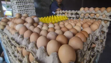 Harga Telur Ayam Meroket, Warga AS Berbondong-Bondong Beternak