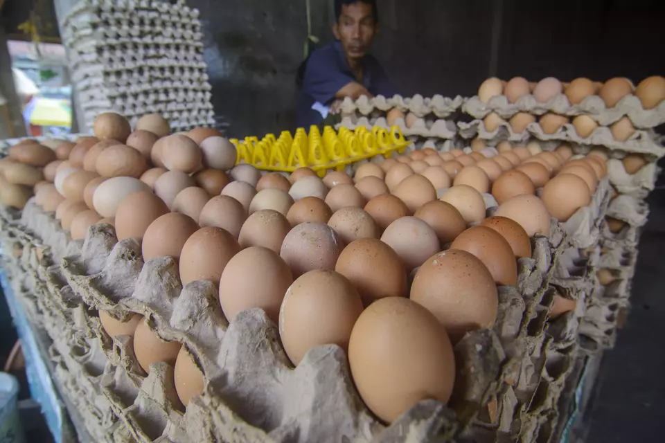 Harga Telur Ayam Meroket, Warga AS Berbondong-Bondong Beternak