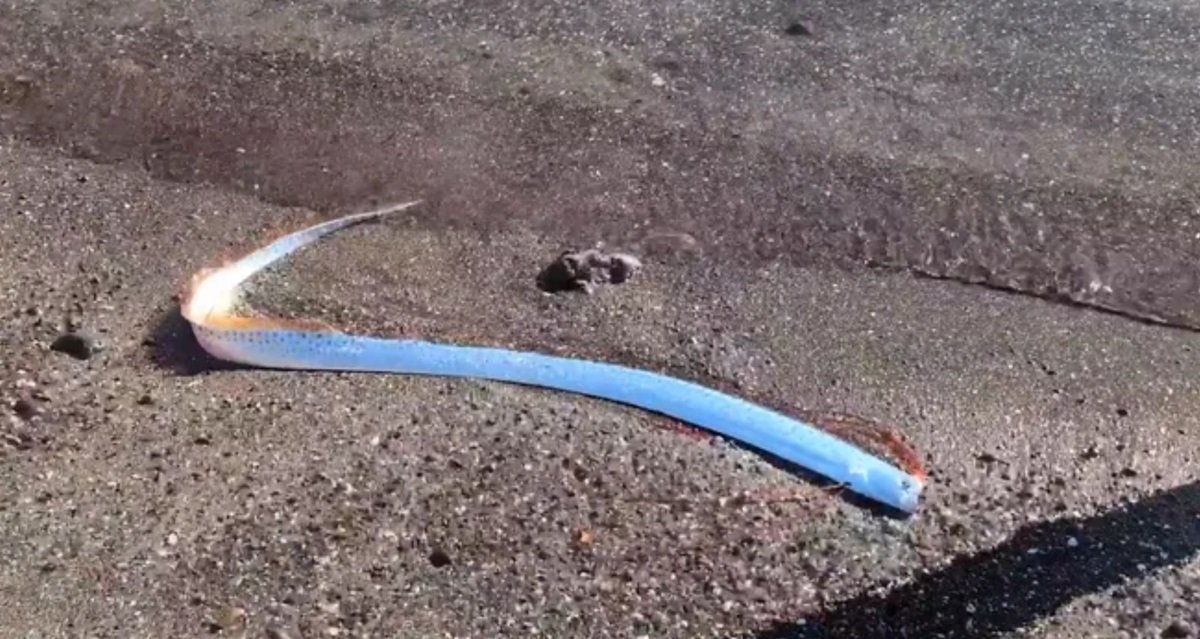 Ikan Kiamat Viral Terlihat di Pantai Meksiko, Apa Maknanya?