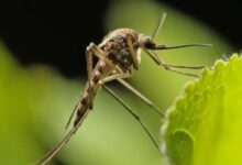 Kenali Pencegahan dan Gejala Virus Zika: Lindungi Diri Sekarang!