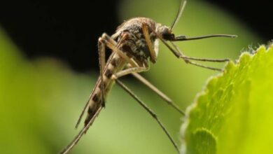 Kenali Pencegahan dan Gejala Virus Zika: Lindungi Diri Sekarang!