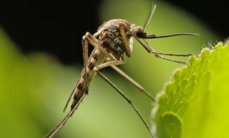 Kenali Pencegahan dan Gejala Virus Zika: Lindungi Diri Sekarang!