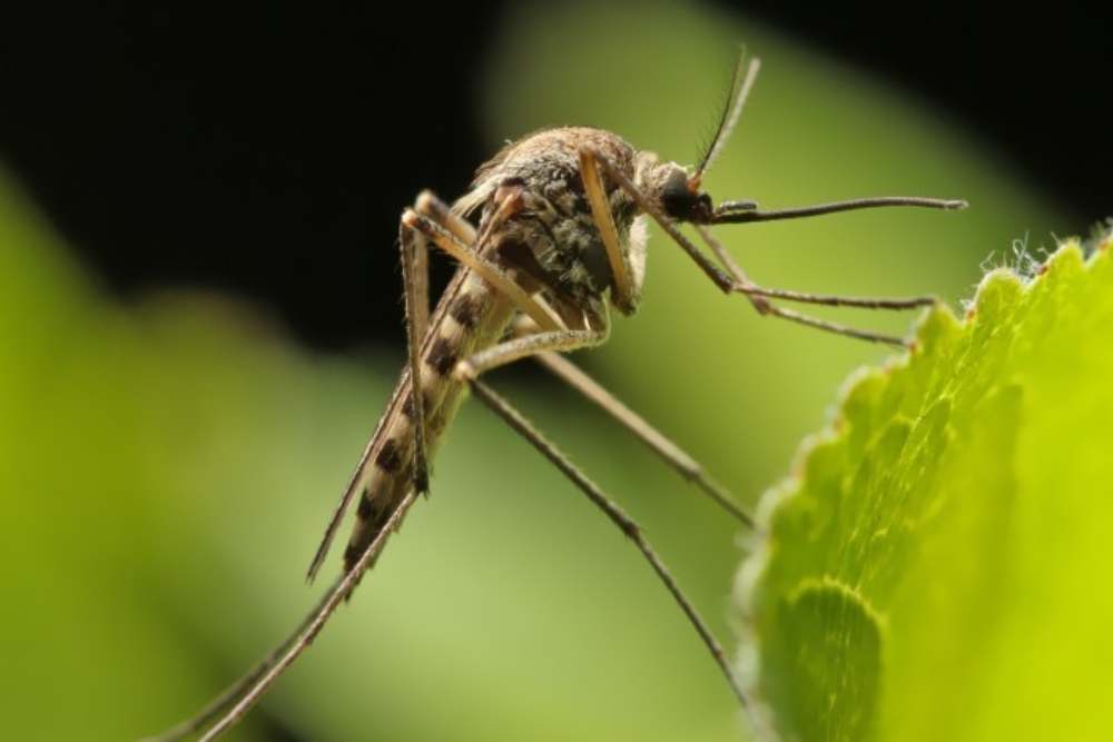 Kenali Pencegahan dan Gejala Virus Zika: Lindungi Diri Sekarang!