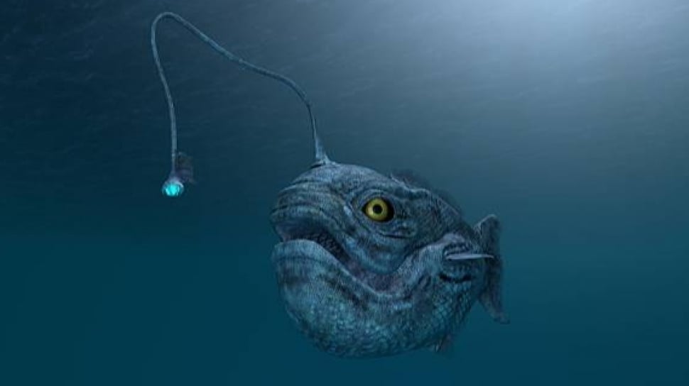 Menakjubkan! Ciri-ciri Ikan Anglerfish Penghuni Laut Dalam