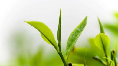 Menakjubkan! Segudang Khasiat Pucuk Daun Teh, Bukan Hanya Minuman