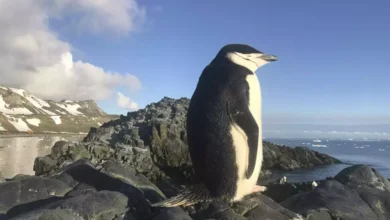 Studi Temukan: Penguin Juga Bisa 'Bercerai' Setelah Gagal Reproduksi!