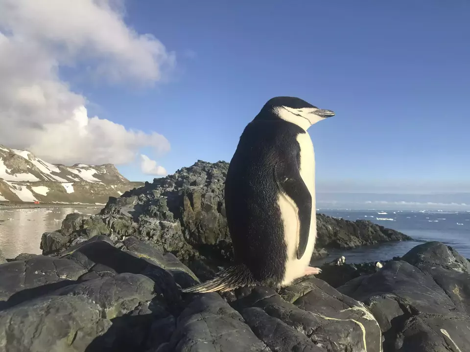 Studi Temukan: Penguin Juga Bisa 'Bercerai' Setelah Gagal Reproduksi!