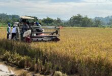 Bulog Banyumas Serap Ribuan Ton Beras dan Gabah Saat Panen!