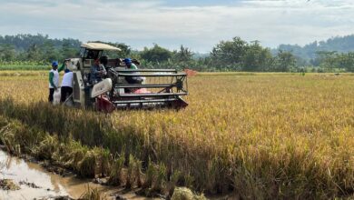 Bulog Banyumas Serap Ribuan Ton Beras dan Gabah Saat Panen!