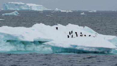 Es Antartika Mencair: Suhu Laut Naik dan Ancaman Kenaikan Permukaan Laut