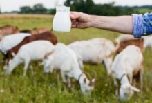 Inovasi Susu Kambing Etawalin: Nutrisi dan Khasiat Herbal untuk Sehat!