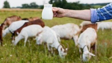 Inovasi Susu Kambing Etawalin: Nutrisi dan Khasiat Herbal untuk Sehat!