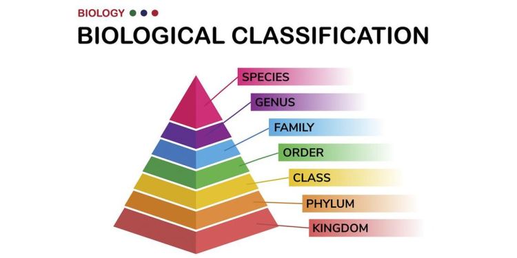 Jelajahi Jenis-Jenis Kingdom dalam Klasifikasi Makhluk Hidup