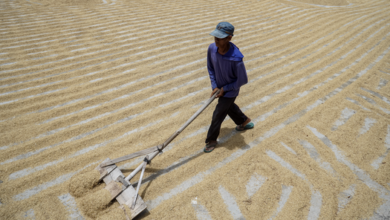 Jelang Puncak Panen Raya, Serapan Gabah Capai 300.000 Ton!