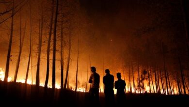 Kebakaran Hutan Tewaskan 4 Orang, Korsel Umumkan Darurat!