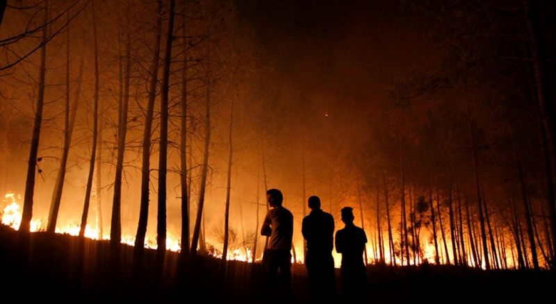 Kebakaran Hutan Tewaskan 4 Orang, Korsel Umumkan Darurat!