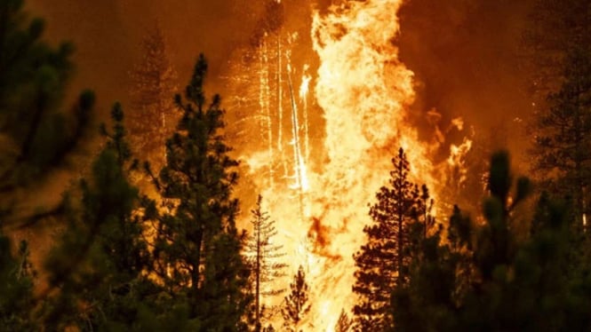 Marak Kebakaran Hutan, Gubernur South Carolina Tetapkan Darurat!