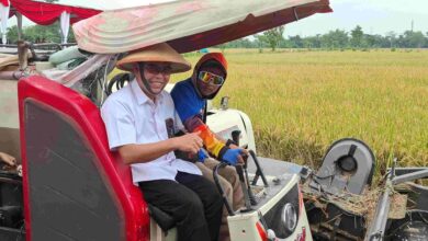 Menjaga Senyum Petani: Bulog Pastikan Pembelian Gabah HPP