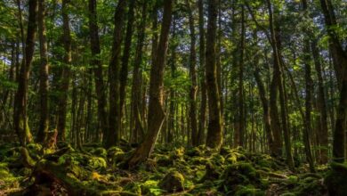 Menjelajahi Jenis-Jenis Hutan yang Ada di Indonesia: Keajaiban Alam