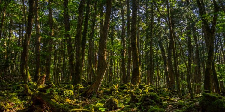 Menjelajahi Jenis-Jenis Hutan yang Ada di Indonesia: Keajaiban Alam