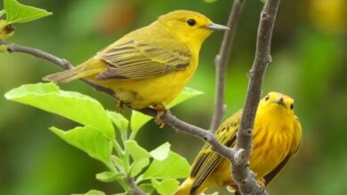 Studi Ungkap: Burung Galápagos Jadi Agresif karena Kebisingan