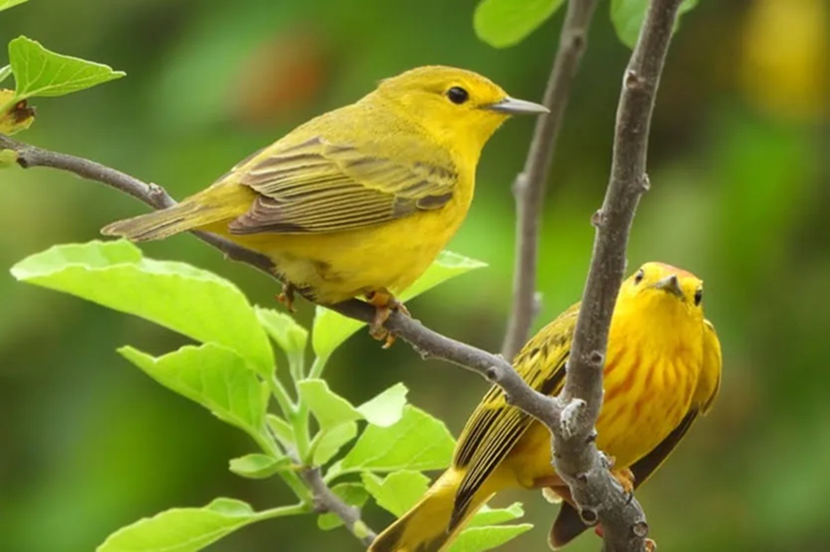 Studi Ungkap: Burung Galápagos Jadi Agresif karena Kebisingan