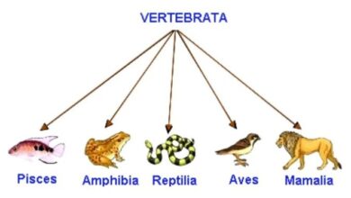 Vertebrata: Apa Itu? Temukan Penjelasannya di Sini!