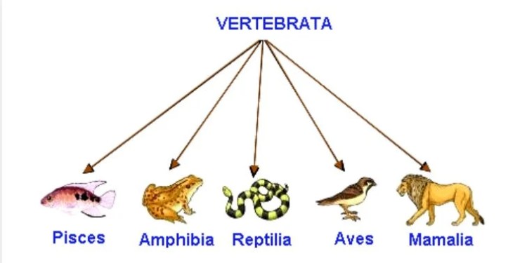 Vertebrata: Apa Itu? Temukan Penjelasannya di Sini!