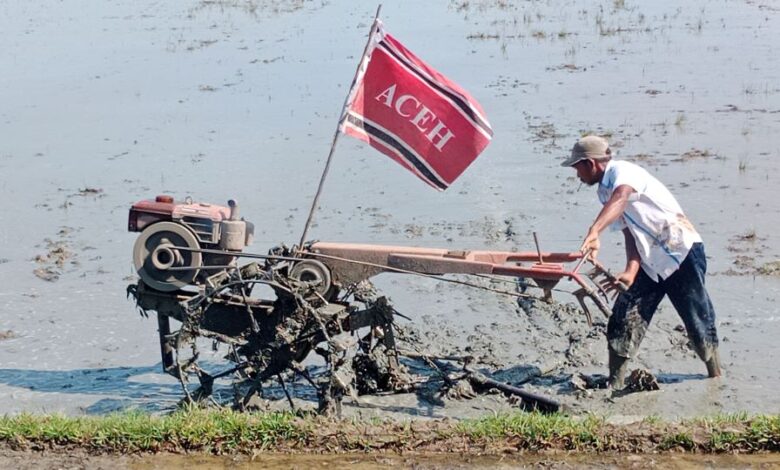 Curah Hujan Meningkat, Petani Aceh Siap Tanam Gadu!