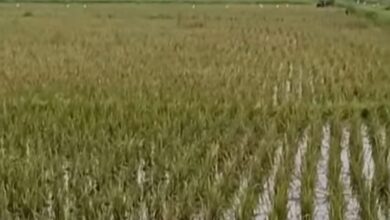 Hama Tikus Serang, Tanaman Padi di Lima Kecamatan Semarang Terancam!