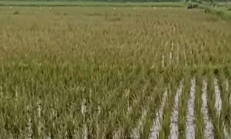 Hama Tikus Serang, Tanaman Padi di Lima Kecamatan Semarang Terancam!