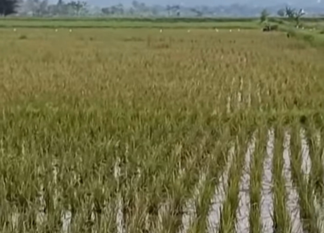 Hama Tikus Serang, Tanaman Padi di Lima Kecamatan Semarang Terancam!