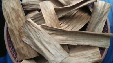 Manfaat Daun Pisang Kering: Bahan Bakar Alternatif dan Pupuk Kompos
