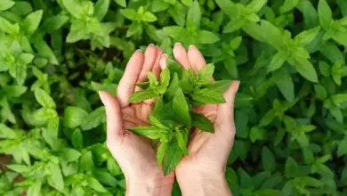 10 Herbal Ampuh Atasi Kentut Berbau Tak Sedap dengan Mudah!