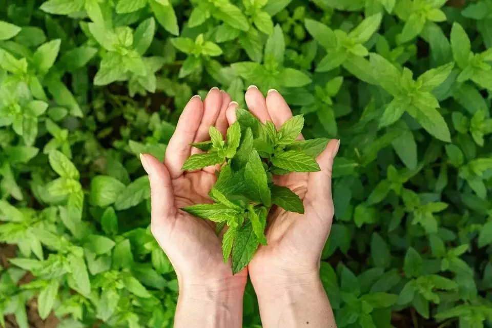 10 Herbal Ampuh Atasi Kentut Berbau Tak Sedap dengan Mudah!