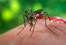 6 Fakta Mencengangkan Kasus DBD di Indonesia: Ancaman Nyawa!