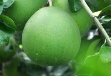 7 Buah-Buahan yang Baik untuk Hati dan Cegah Penyakit Kronis