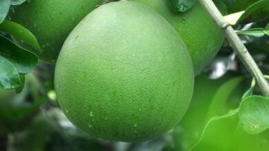 7 Buah-Buahan yang Baik untuk Hati dan Cegah Penyakit Kronis