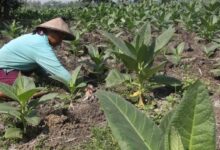 Aturan Baru, Pendapatan Petani Tembakau Terancam Turun?