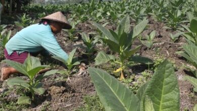 Aturan Baru, Pendapatan Petani Tembakau Terancam Turun?