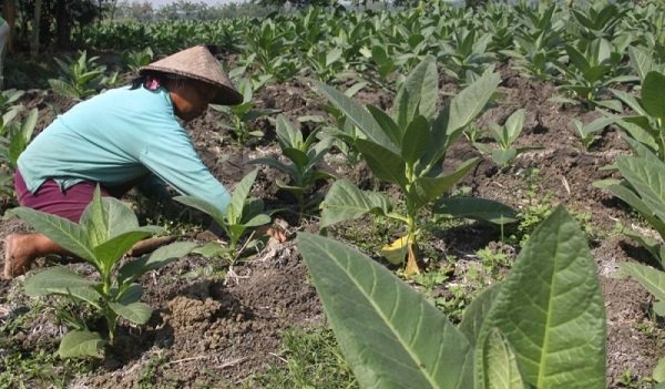 Aturan Baru, Pendapatan Petani Tembakau Terancam Turun?