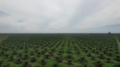 Laba Bersih PTPN Group Meroket Tajam, Capai Rekor di Q1 2025!