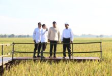 Stok Bulog Capai 3,5 Juta Ton: Tertinggi Sejak Kemerdekaan!