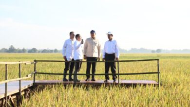 Stok Bulog Capai 3,5 Juta Ton: Tertinggi Sejak Kemerdekaan!