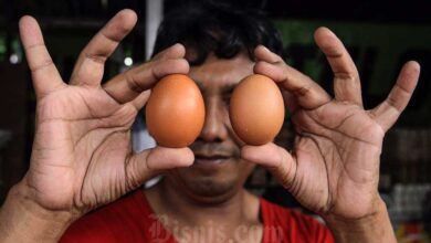 Terungkap! Ilmuwan Buktikan Ayam Ada Sebelum Telur, Ini Alasannya
