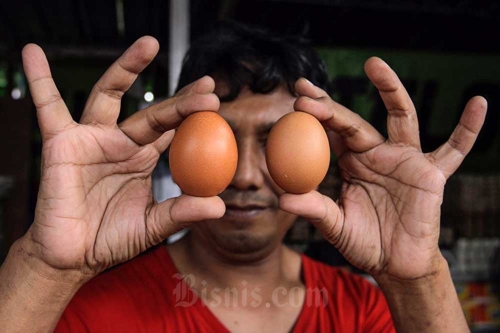 Terungkap! Ilmuwan Buktikan Ayam Ada Sebelum Telur, Ini Alasannya